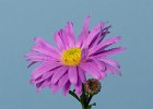 5 Michaelmas daisy.jpg